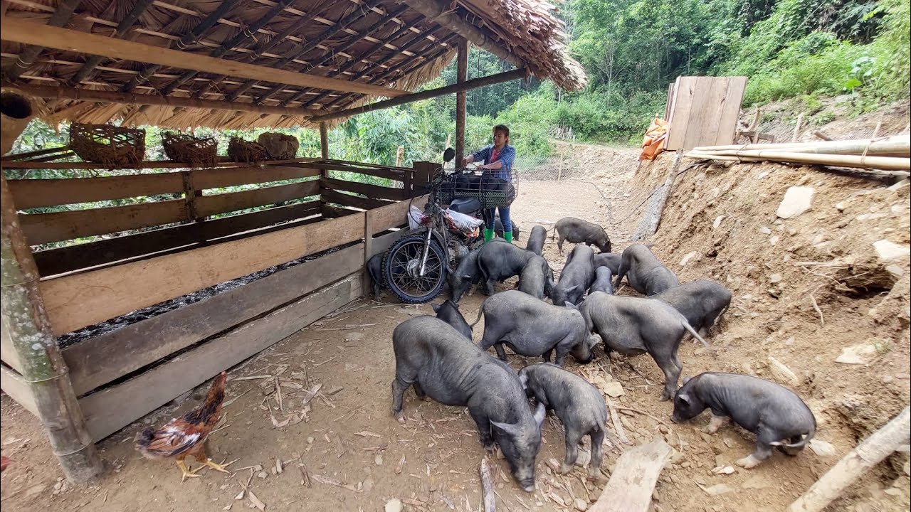 Daily life In The Farm Pig - How from banana tree to pig food - Building Farm A New Life