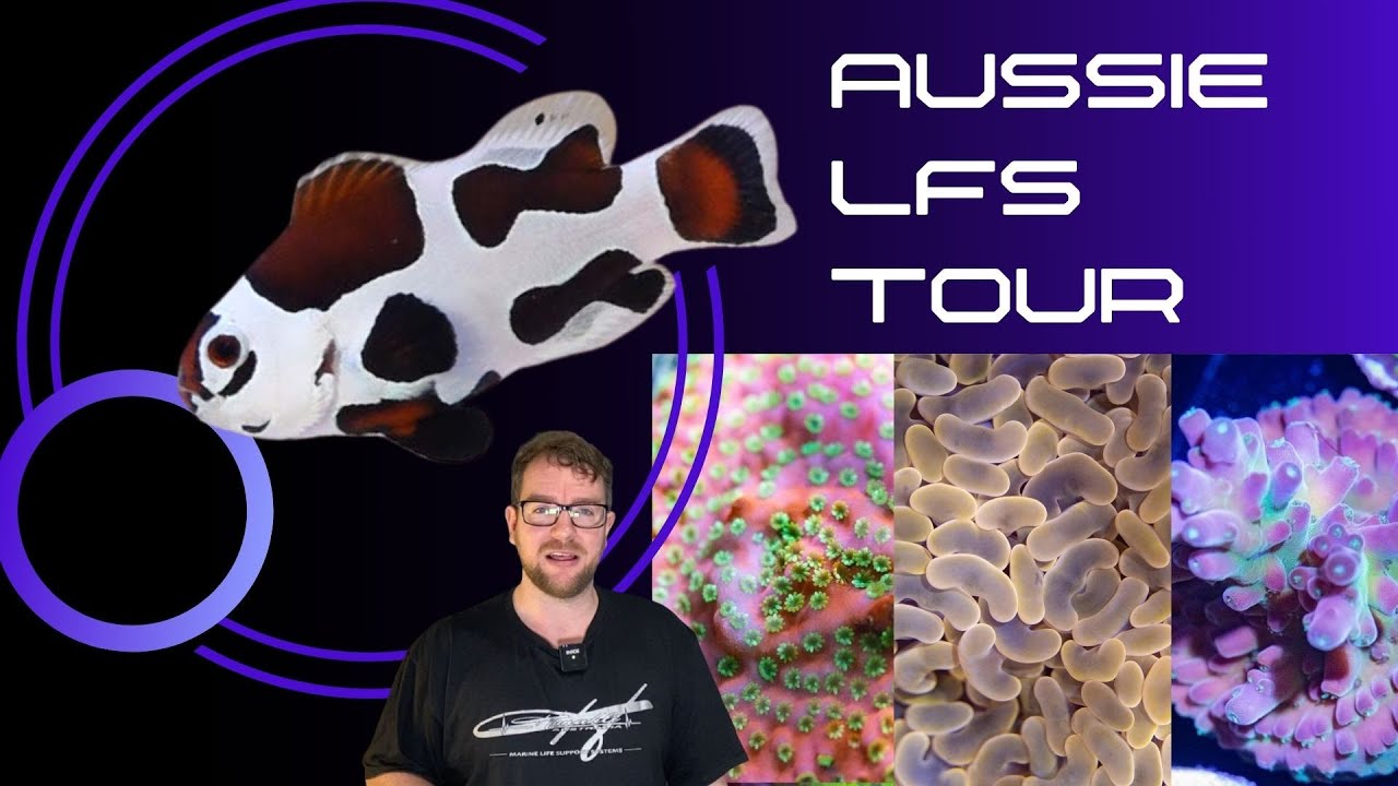 Australian Marine Aquarium Tour