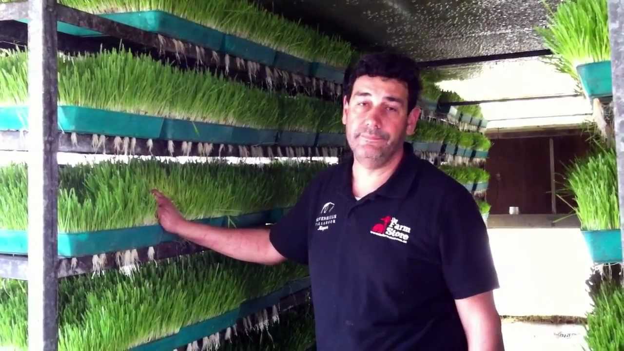 Growing Animal Fodder at 7 Hills Tallarook Farm Stay - Victoria Australia