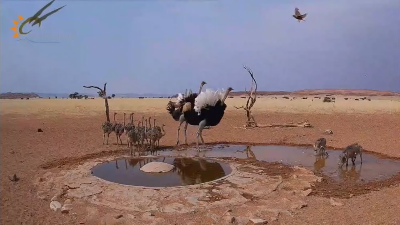 Семья страусов на водопое 🏜 / A family of ostriches came to the watering hole  ⛲️🏜 /  Namib Desert 