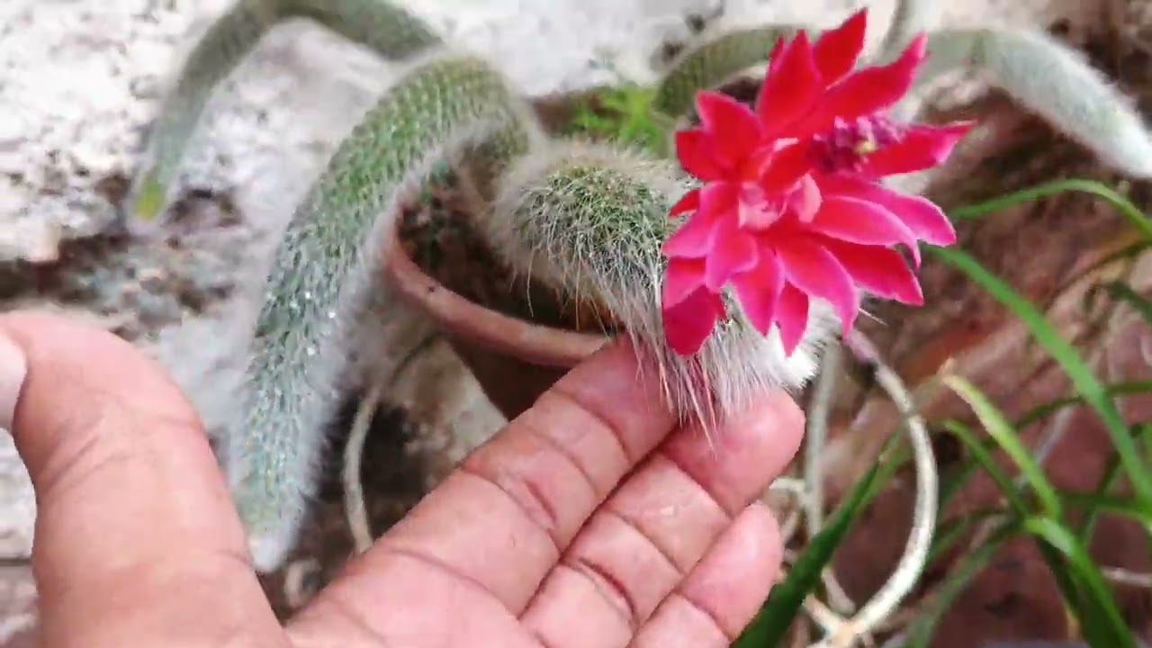 Um # thur pelas minhas plantas 