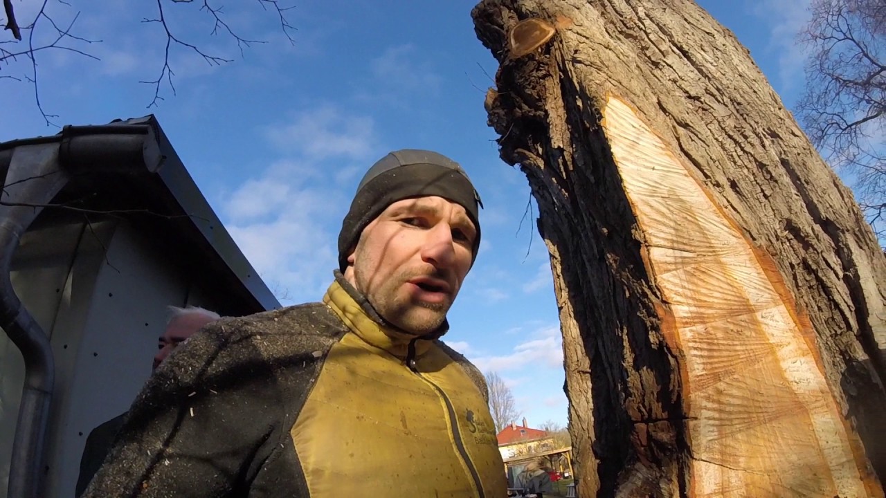 35m Pappel Fällung - BIG AND HOLE - Tree damage