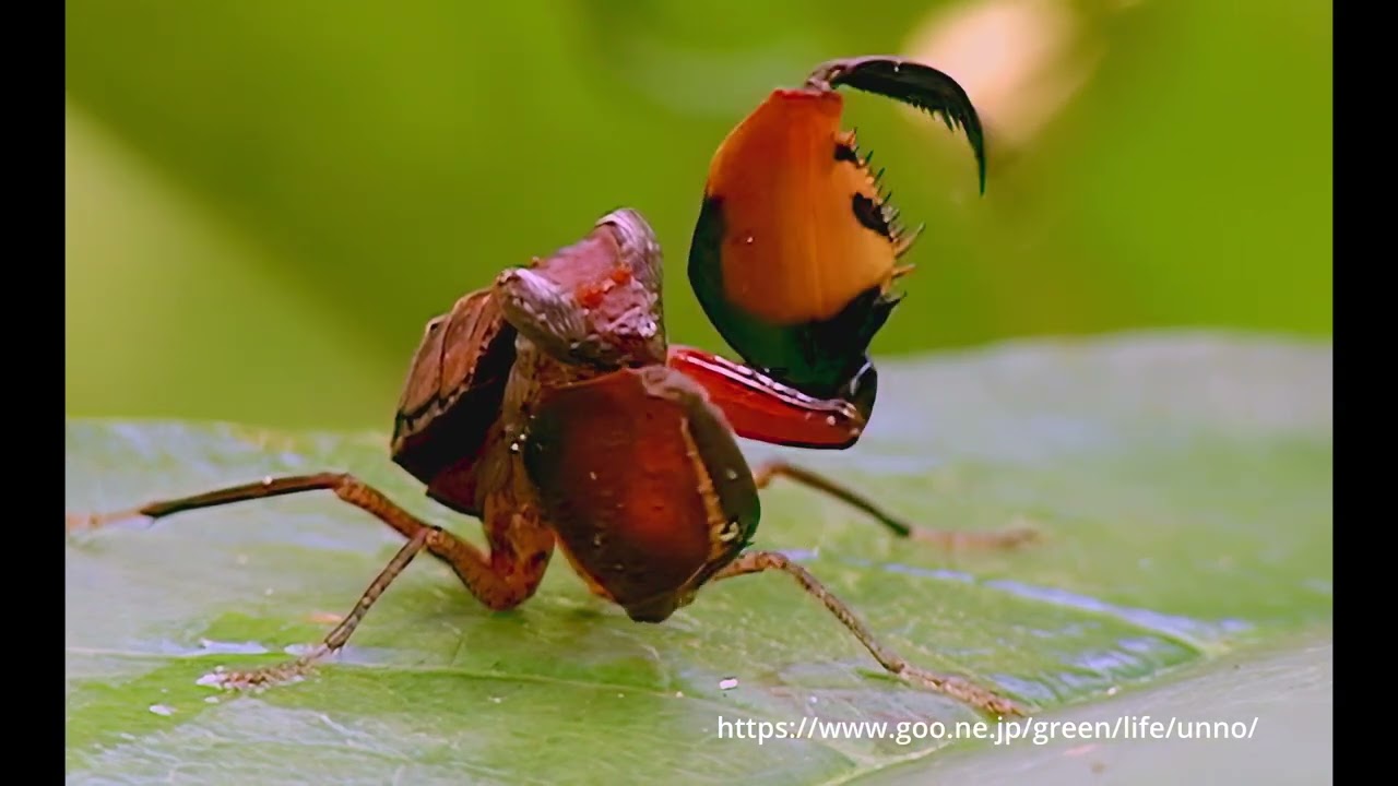 ハナカマキリの仲間たち　Hymenopodidae Malaysia