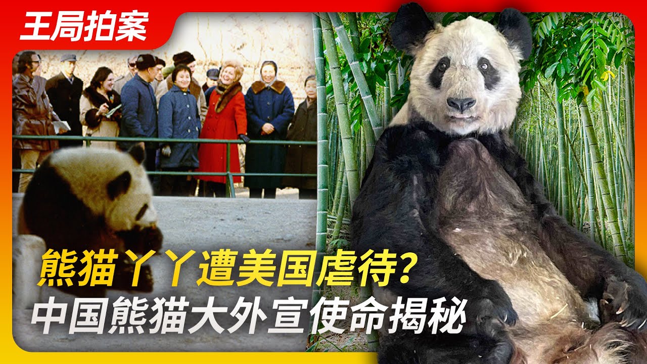 熊猫丫丫遭美国虐待？中国熊猫大外宣使命揭秘｜熊猫丫丫｜虐待｜孟菲斯动物园｜熊猫外交｜大外宣｜尼克松访华｜王局拍案20230324