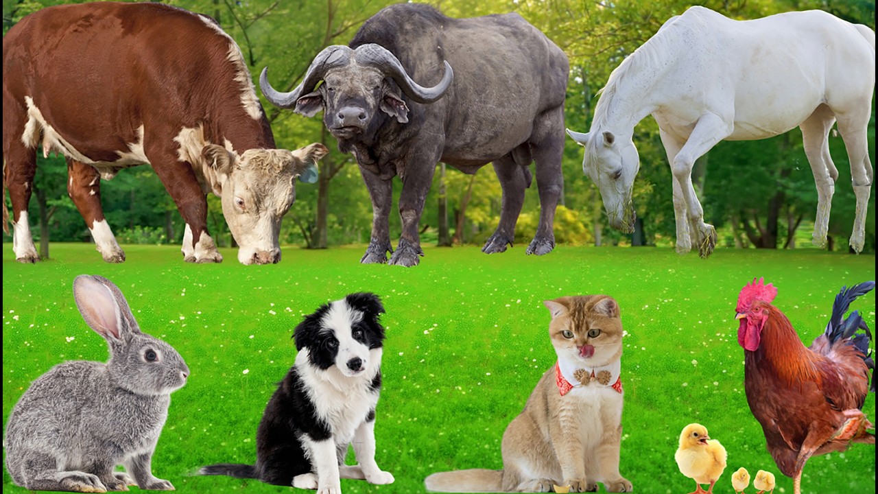 Farm Animal Sounds: Chicken, Goose, Horse, Dog, Cow, Sheep, Pig, Buffalo, Cat – Animal Video