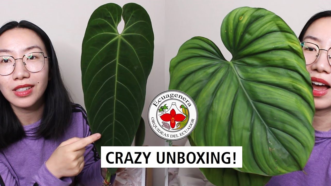 Ecuagenera Unboxing: What I Bought, Damaged Plants, Replacement Policy in Extreme Weather