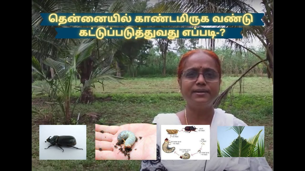 How to control coconut rhinoceros beetle- Tamil