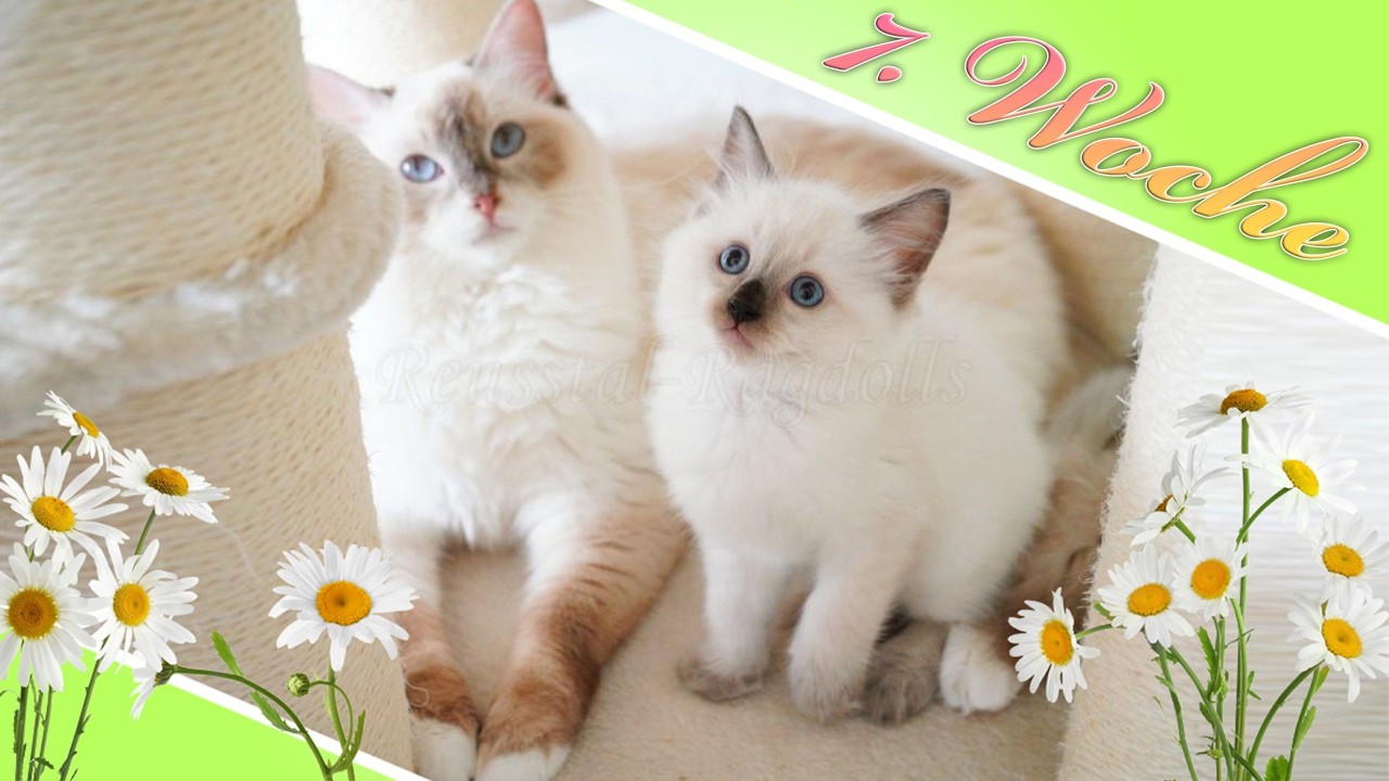 Ragdoll Kitten M-Wurf 7. Woche - Ragdolls vom Reusstal