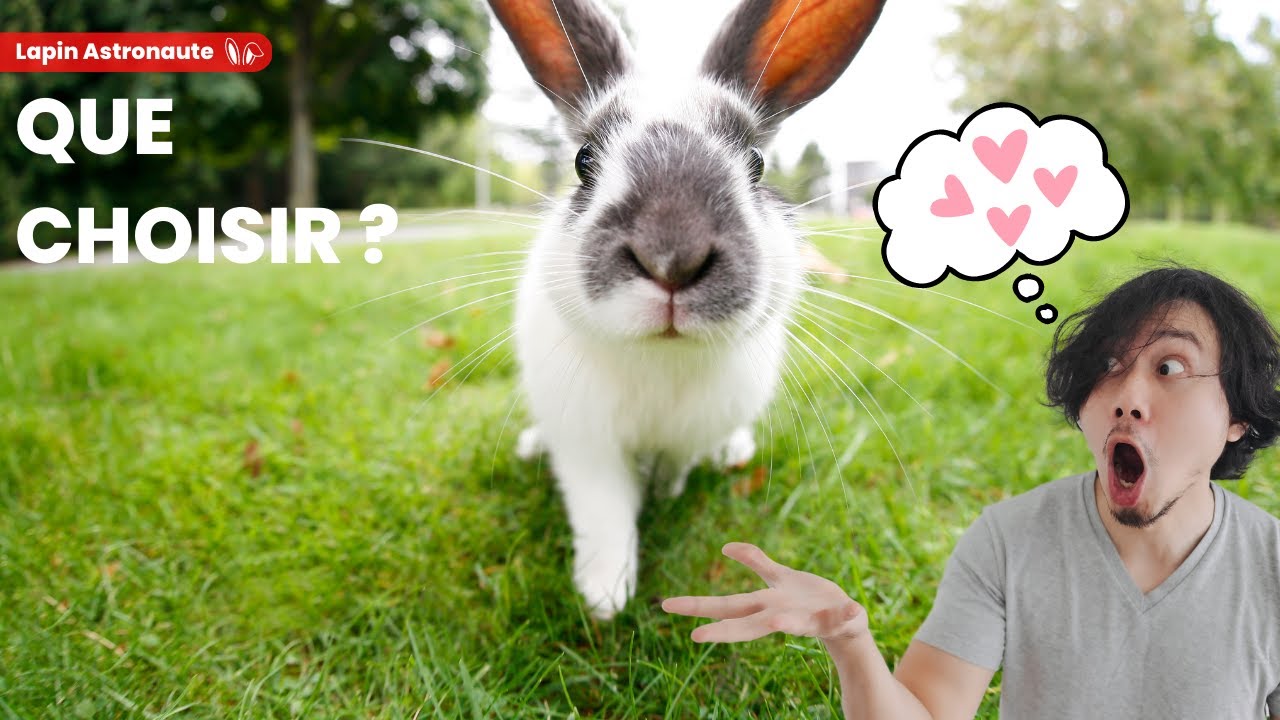 5 RACES de LAPINS NAINS FACILE à ADOPTER ! 🐰