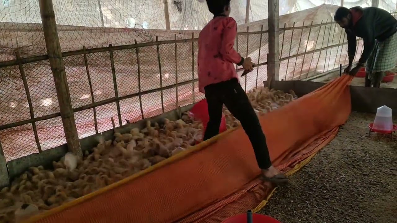 মুরগির বাচ্চাগুলোকে কিভাবে ভ্যাকসিন করলাম।