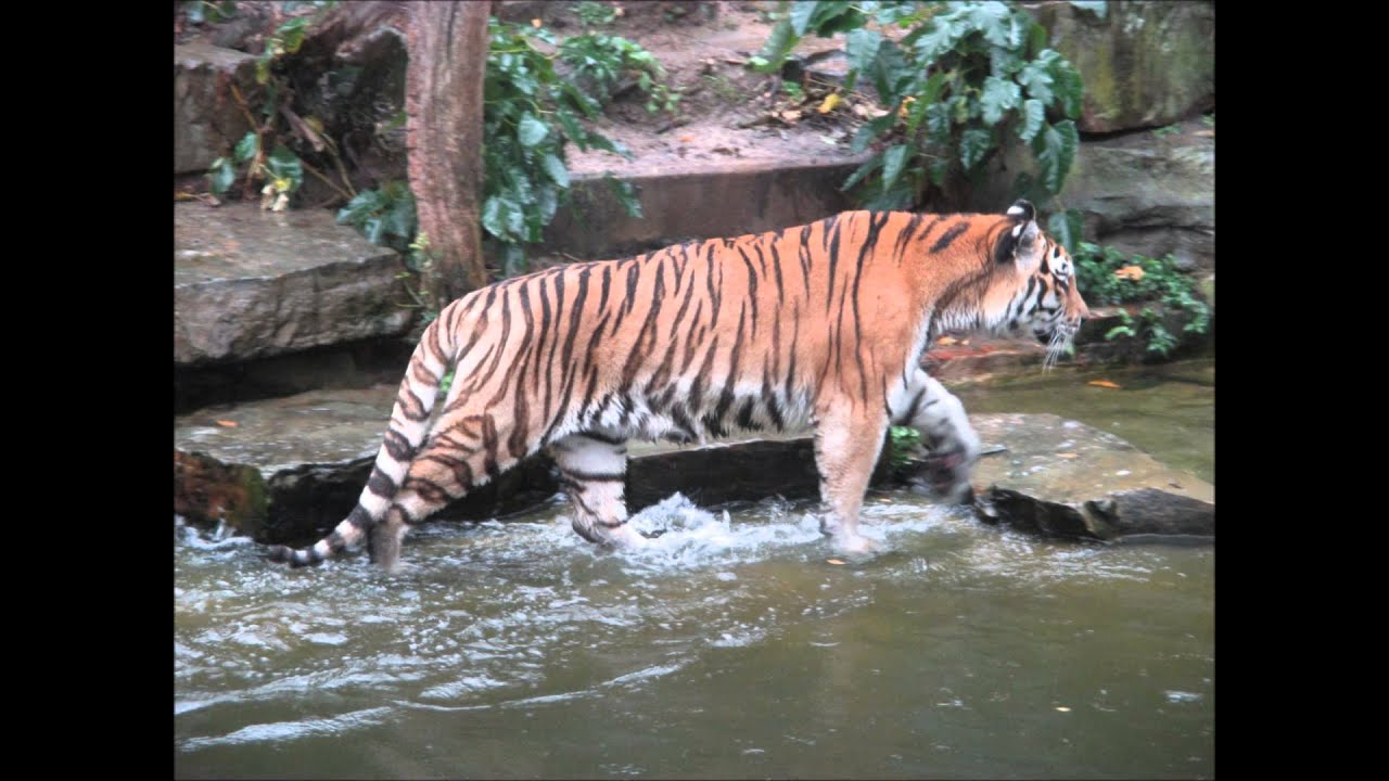 Uitstap naar de zoo