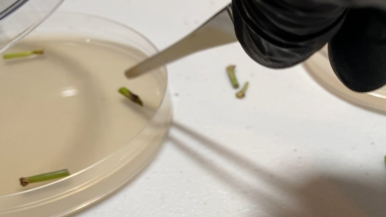 Culturing the LA River Grass Endophytes and Soil Fungi (part 2)