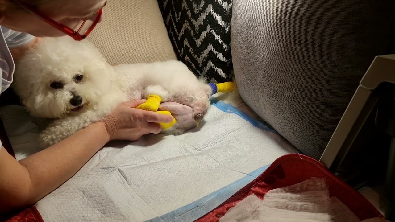 Роды Бишон фризе дома MICHELLE  рожает первого щенка #kennel_BrightStarDog #bichons #родыбишонфризе