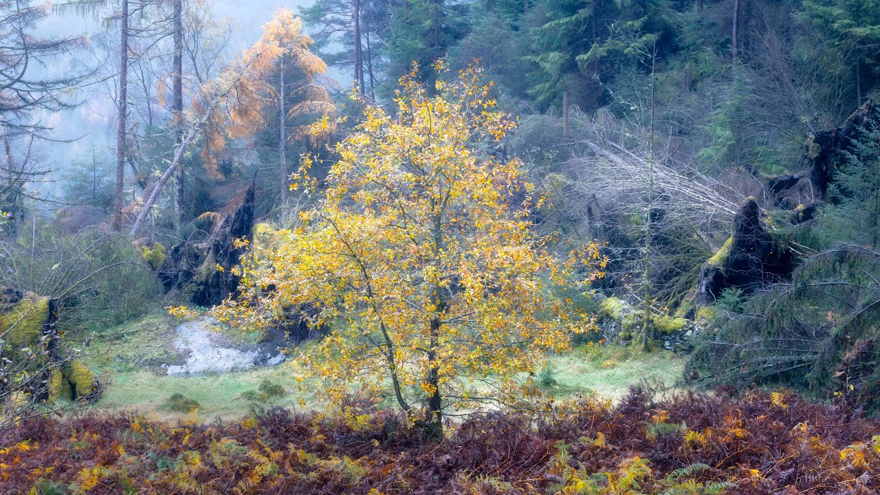 Peaceful Moments in Nature's Forgotten Places - Landscape Photography