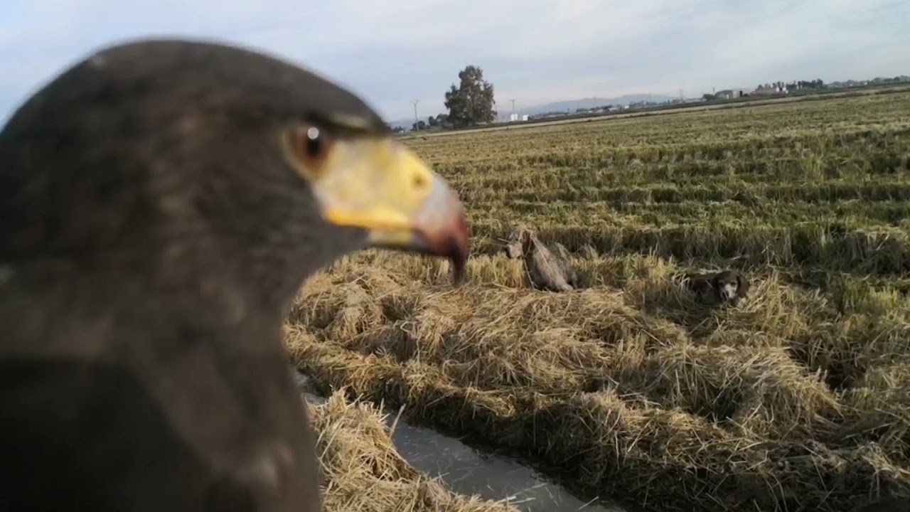 Aguila de Harris cazando con perro de muestra.