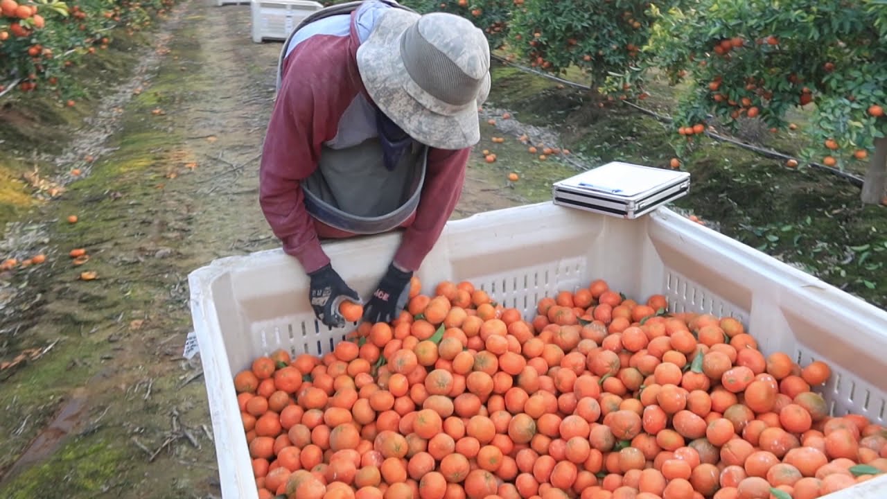 chulada de huerto de mandarina
