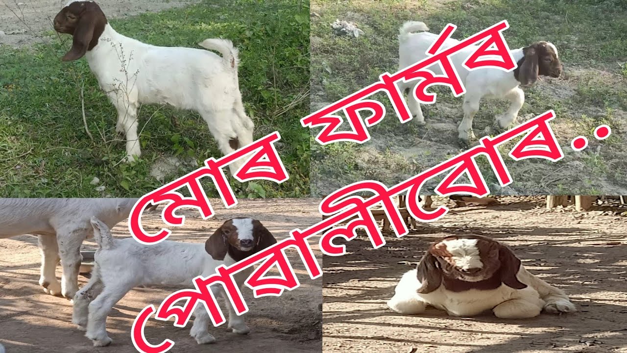 Full Blood South African Boer kids of my farm...(Goat Farming in Assam)7002283104