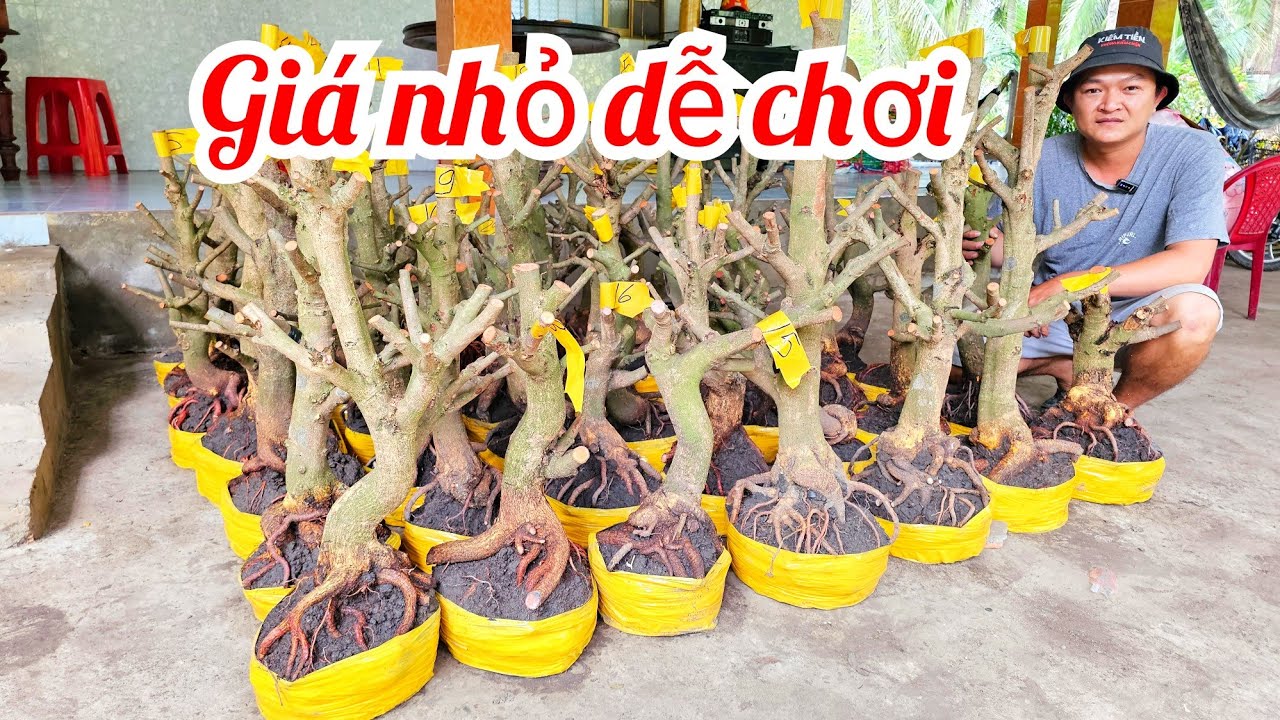 Em Vinh 📲 0964704051 Khai trương Giảo Thủ Đức đế đẹp giá rẻ 27/2 Chợ Gạo (@MaivàngQuêdừa)