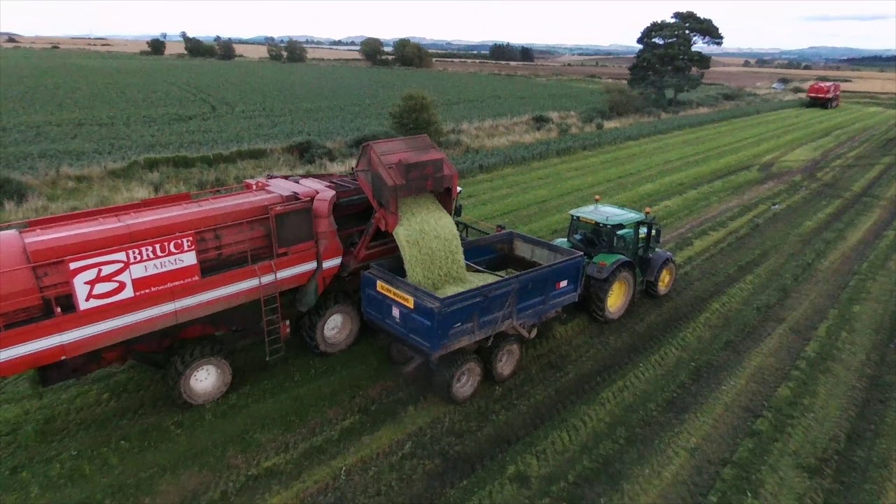 Broad bean harvest in Perthshire 2019