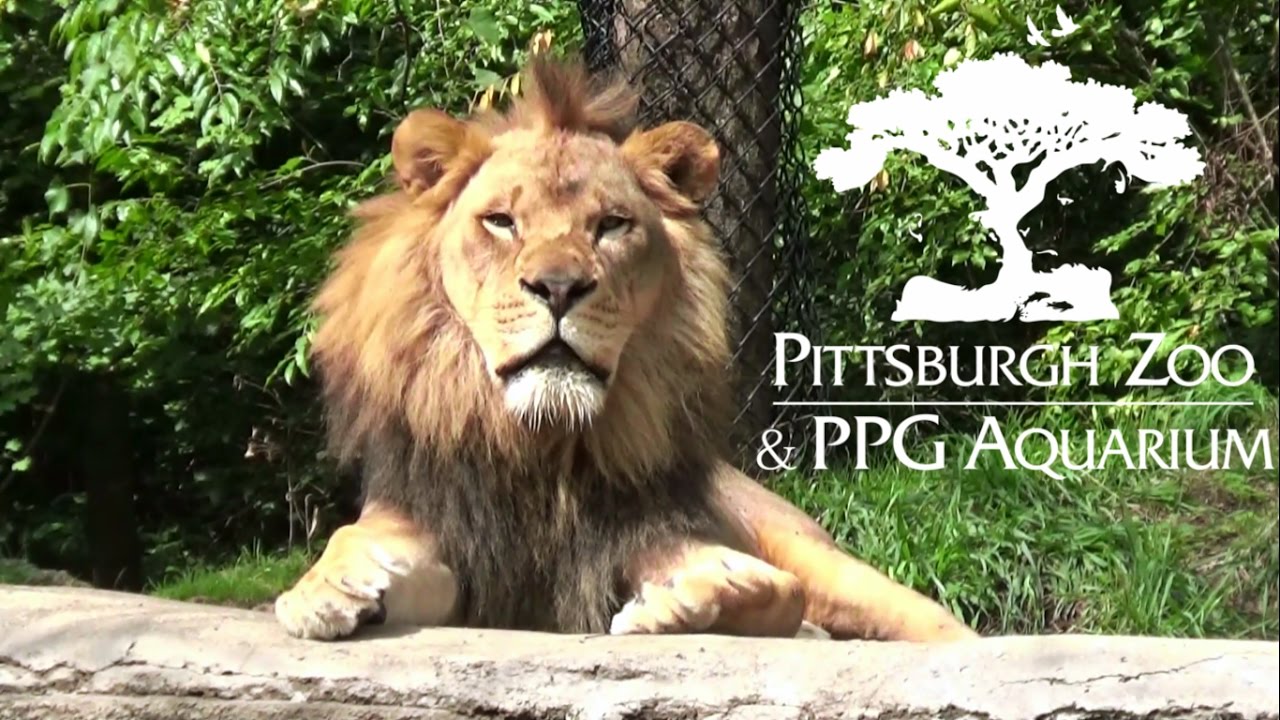Pittsburgh Zoo Tour & Review with The Legend
