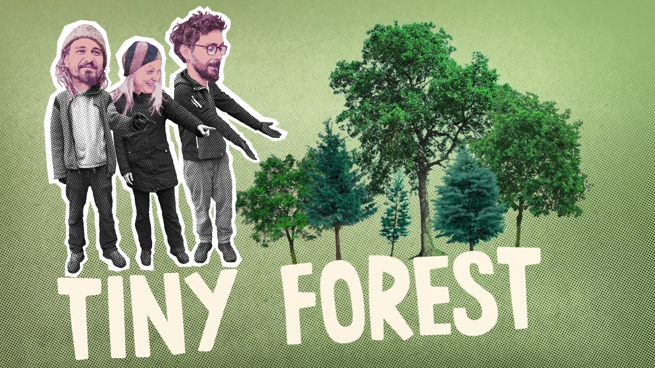 Tiny Forest. Ein Miniwald in Frankfurt (Oder)