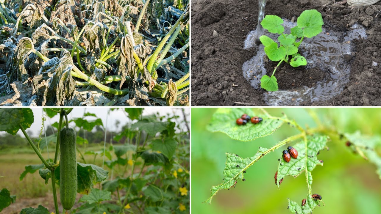 Why Cucumber Plants Die (Causes And How To Fix)
