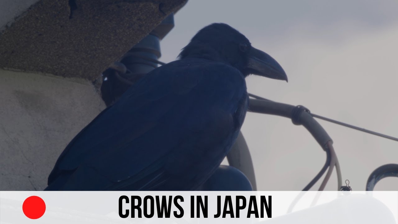Crows In Japan - Mini Documentary