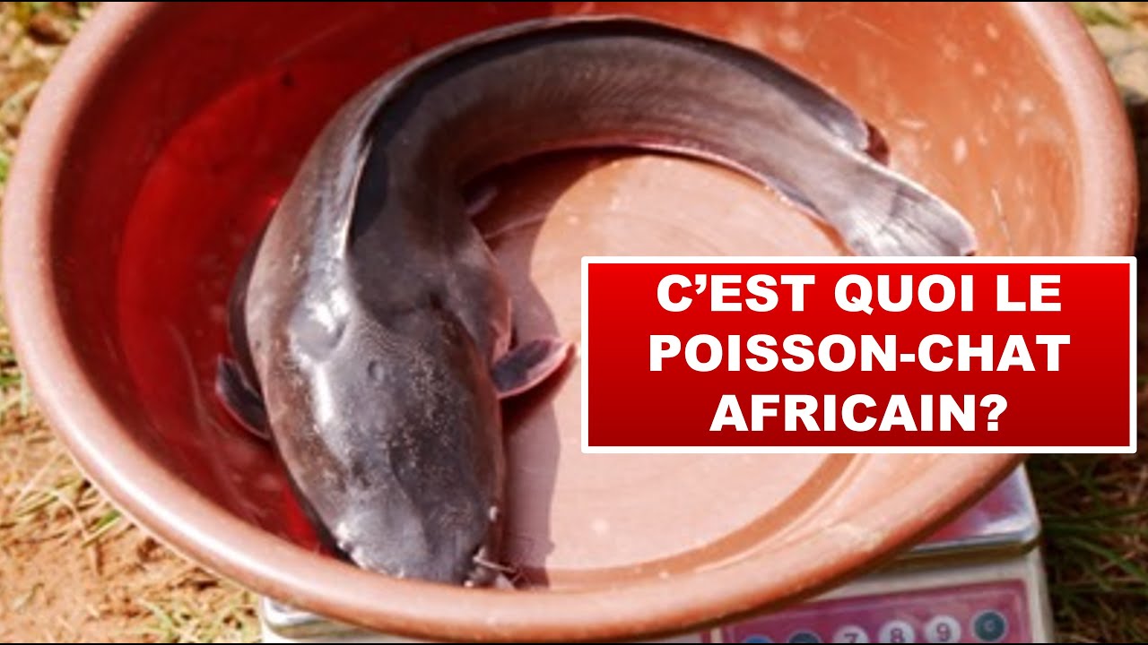 C'est quoi le poisson-chat Africain?
