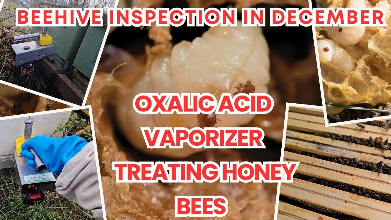 Treating bees for varroa mites. InstantVap in action. Beehive inspection in December #bees