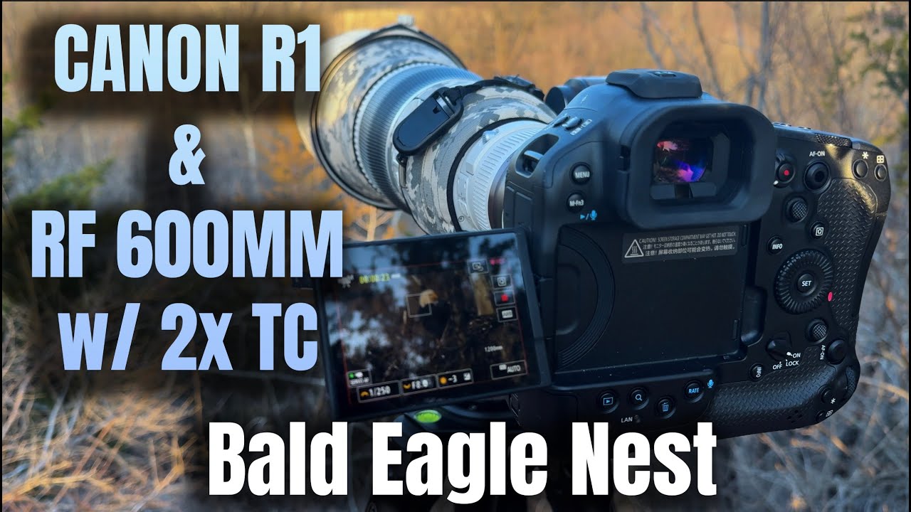 Bald Eagle Nest - Canon R1 w/ RF 600mm F4 Lens & 2x Teleconverter Video Quality Test
