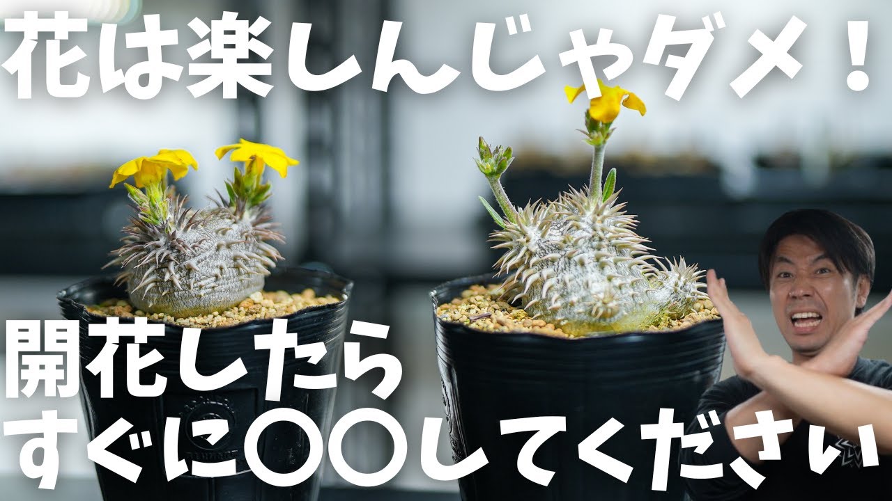 【開花したら種を採る！】初心者でも出来るパキポディウムの受粉。