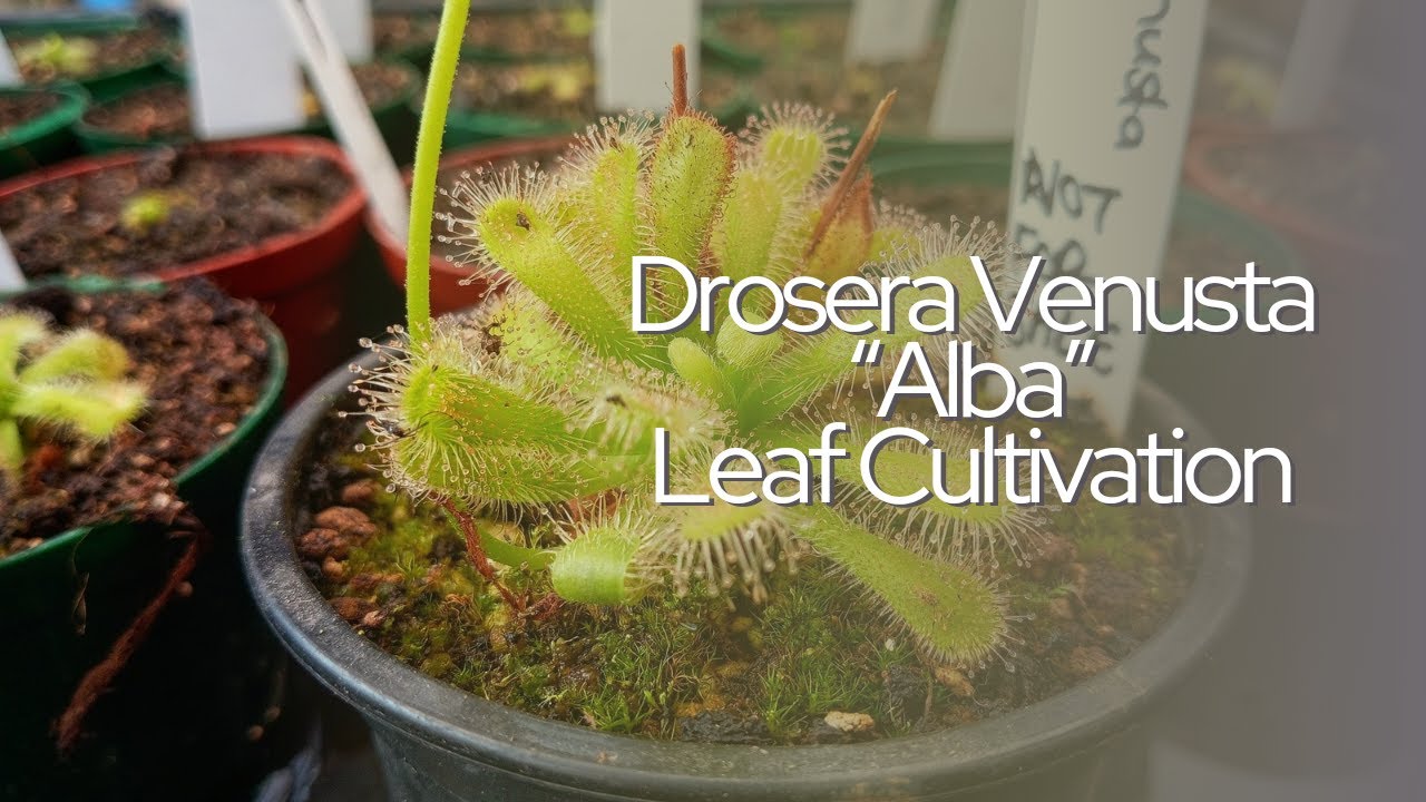 Propagating Drosera Venusta 