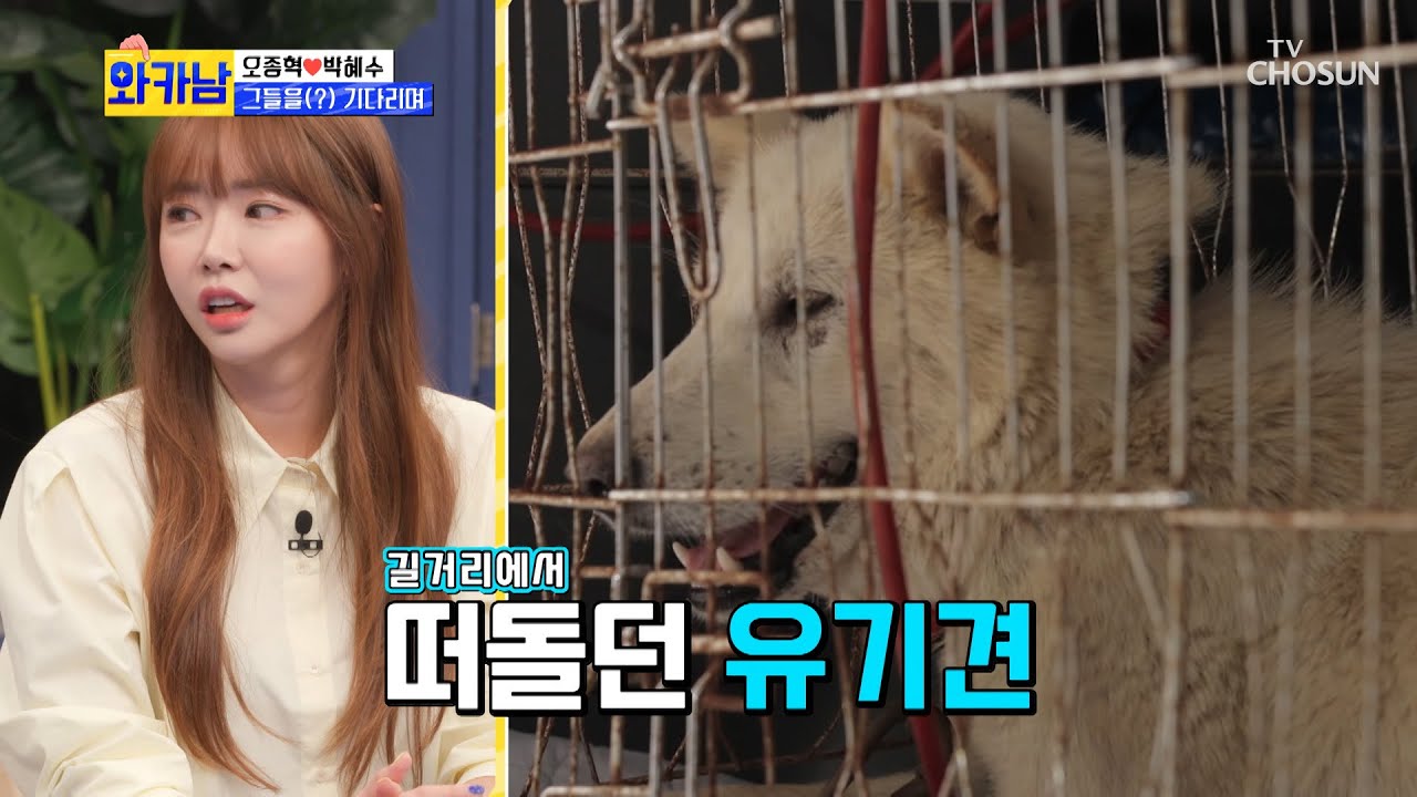 다복이네 7마리 꼬물이와 긴장되는 임시보호 첫날🐶 TV CHOSUN 210720 방송 | [와카남] 4회 | TV조선