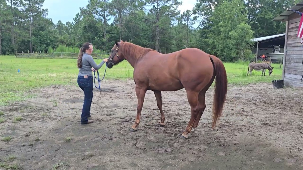 Sarah Colee & Last Amigo In Town Showmanship 
