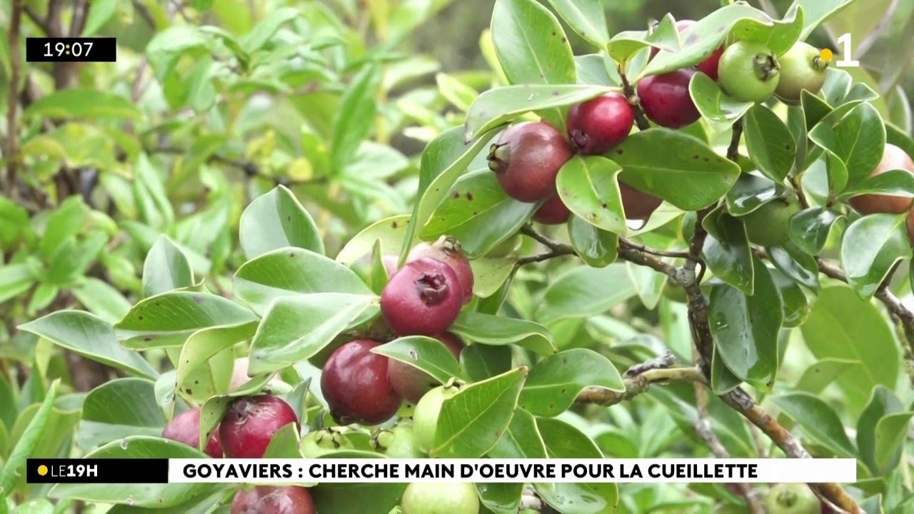 Les goyaviers sont là, bien rouges... Mais qui pour les cueillir pendant la semaine ?