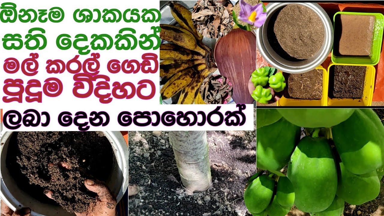 වගාවේ මල් කරල් ගෙඩි හැදෙන්නේ නැද්ද මෙන්න පොහොරක්