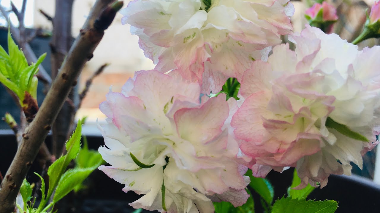 Cerezo Japonés Shogetsu 21/03/22