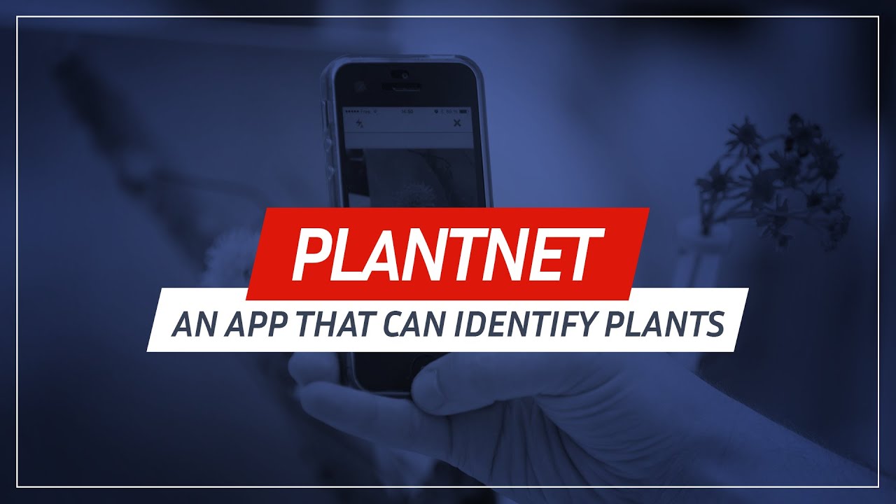 Plantnet, an application that can identify plants 🌱😲 ?