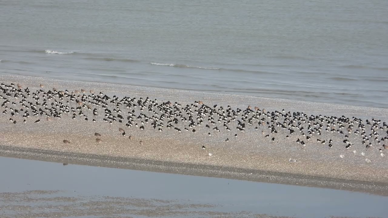 Réserve Naturelle et Nationale Baie de Saint Brieuc  Côtes d'Armor