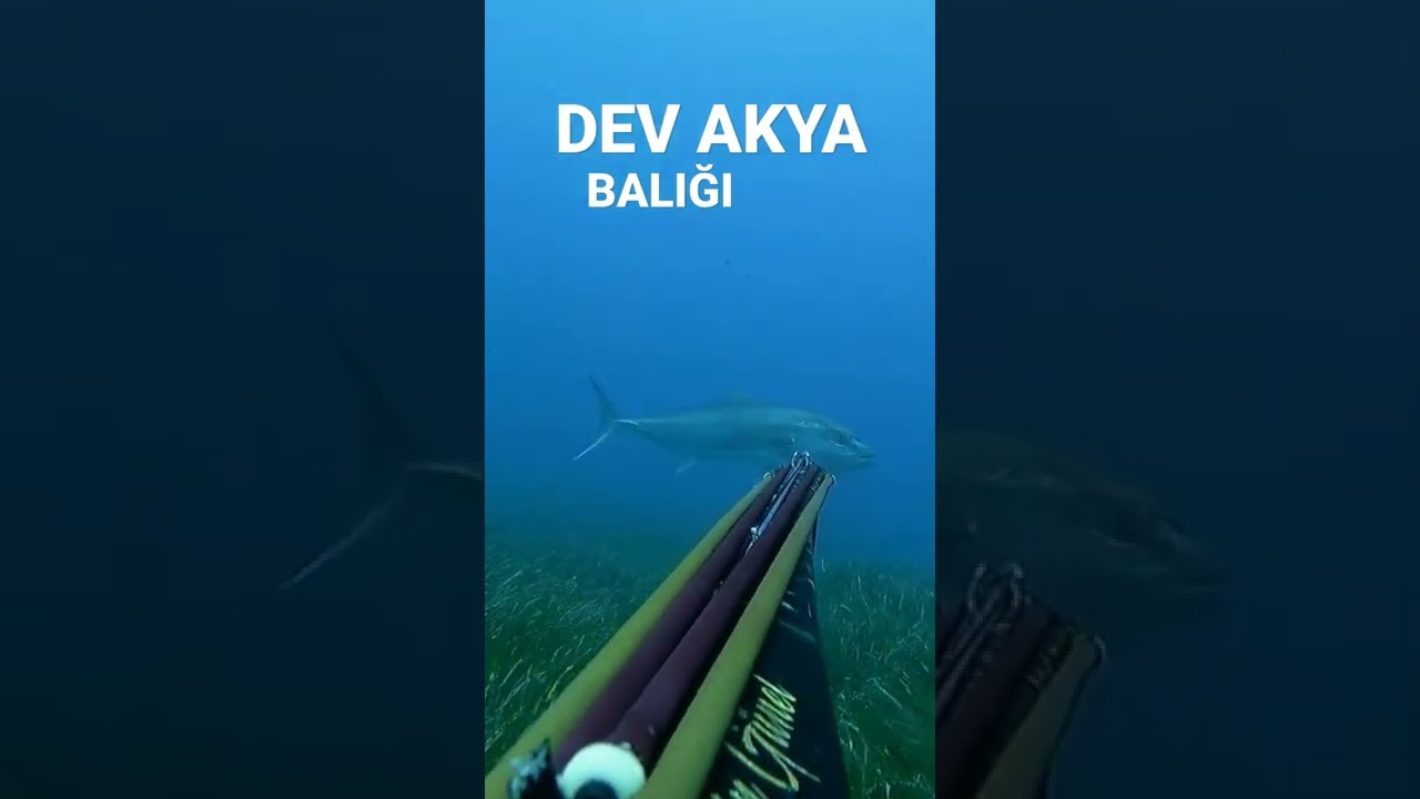 ZIPKINLA BALIK AVI
