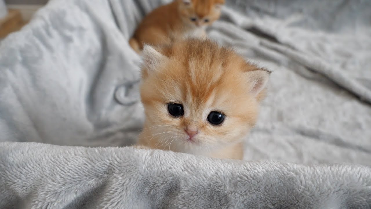 Kitten pucca peeking out of the birthing box is very cute!