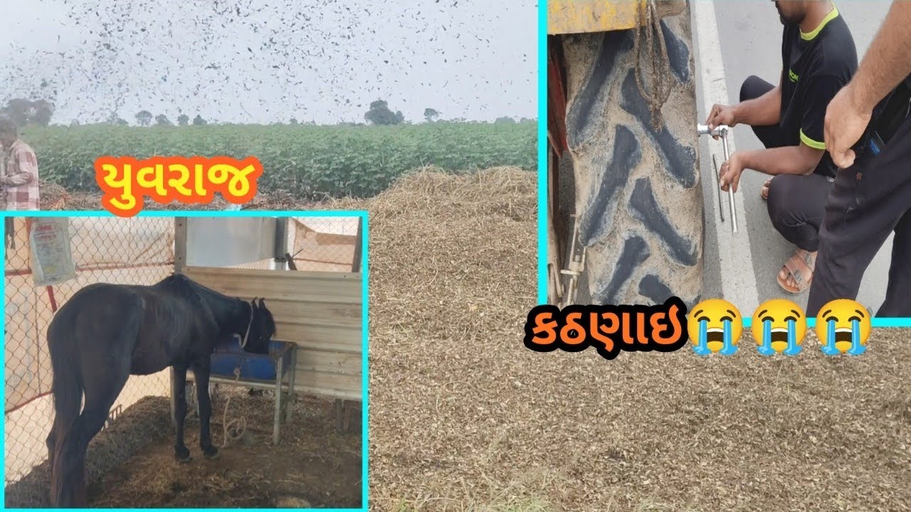 યુવરાજ 🐎🐎 , કઠણાઇ 😭😭 #cow #villagevlog #vlog #shokh #horse 