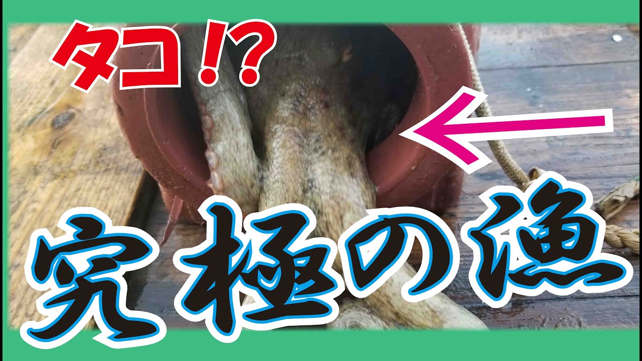 日間賀島の伝統漁　タコ壺漁に密着