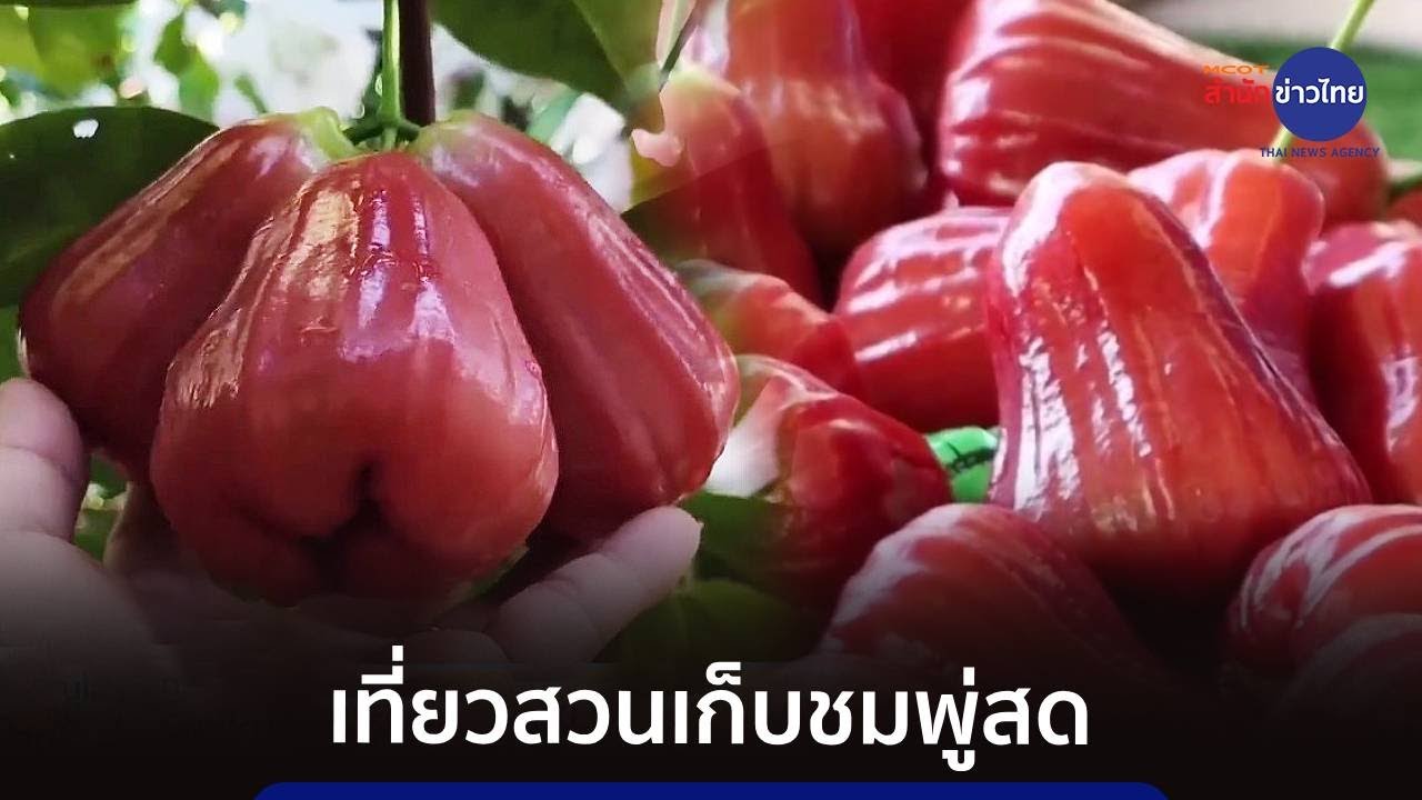 ชวนเที่ยวเก็บชมพู่สดจากสวนวันวิสาข์ จ.พิษณุโลก