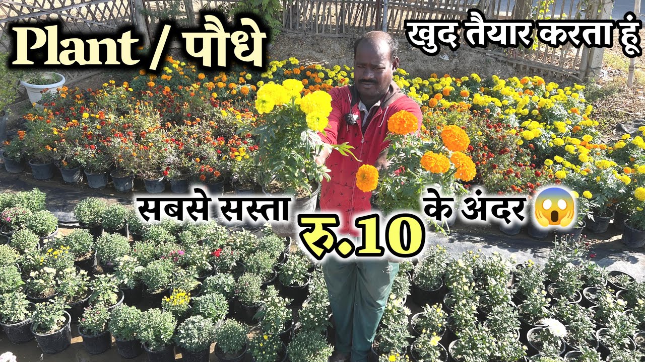Cheapest Nursery Rs10, 20 Plants Only हमसे सस्ता रु. 10 के अंदर 😱 और अच्छा Plant कही नही मिलेगा