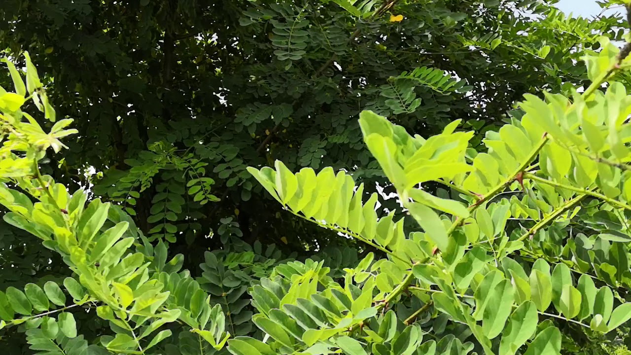 Стрижка Акации и других растений по зелёным побегам