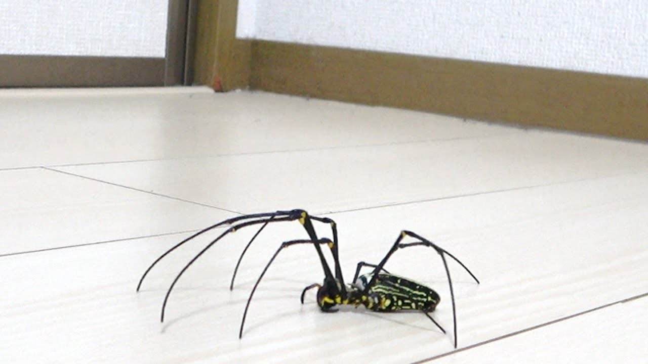 オオジョロウグモを家で放し飼いしてみた