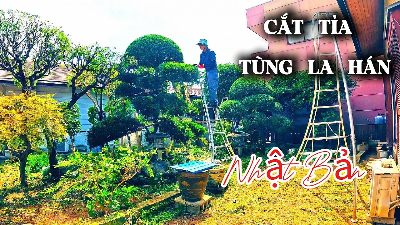 Cắt tỉa cây Tùng La Hán trong khu vườn hoang