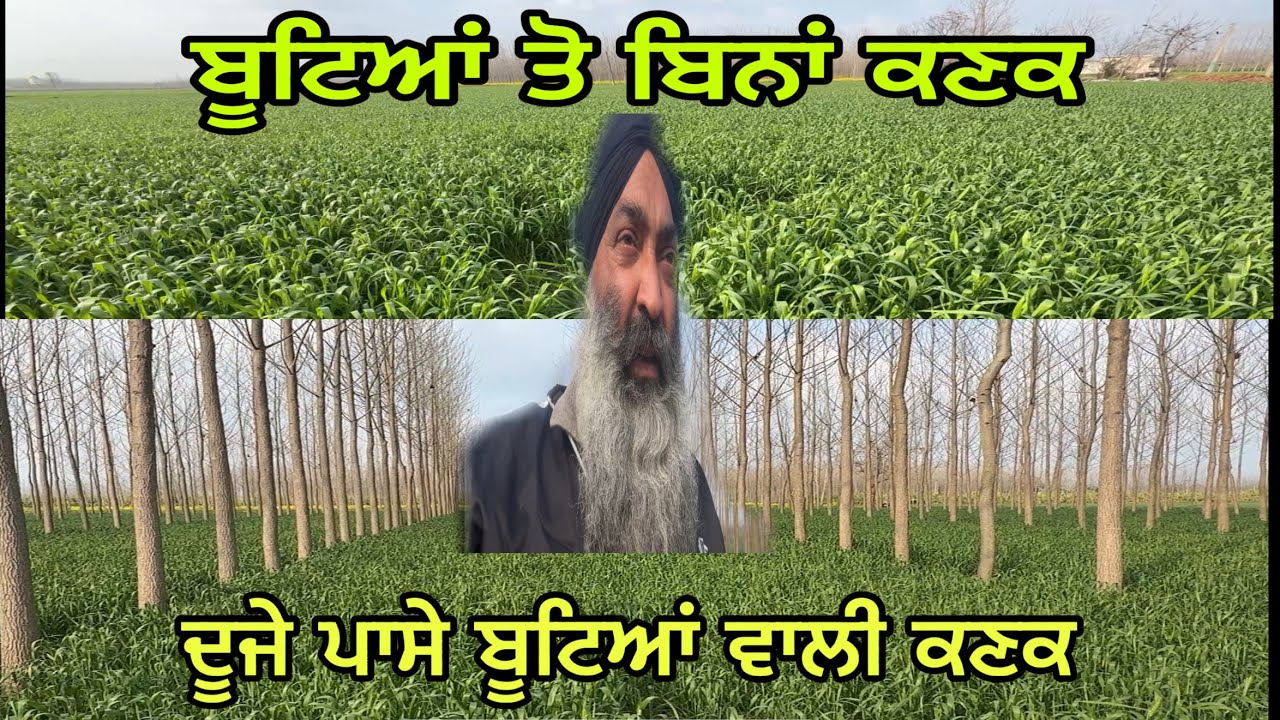 ਸਾਫ ਖੇਤ ਵਾਲੀ ਕਣਕ ਅਤੇ ਬੂਟਿਆਂ ਵਾਲੀ ਕਣਕ ਦਾ 19-21 ਦਾ ਫਰਕ @jagatmasad 