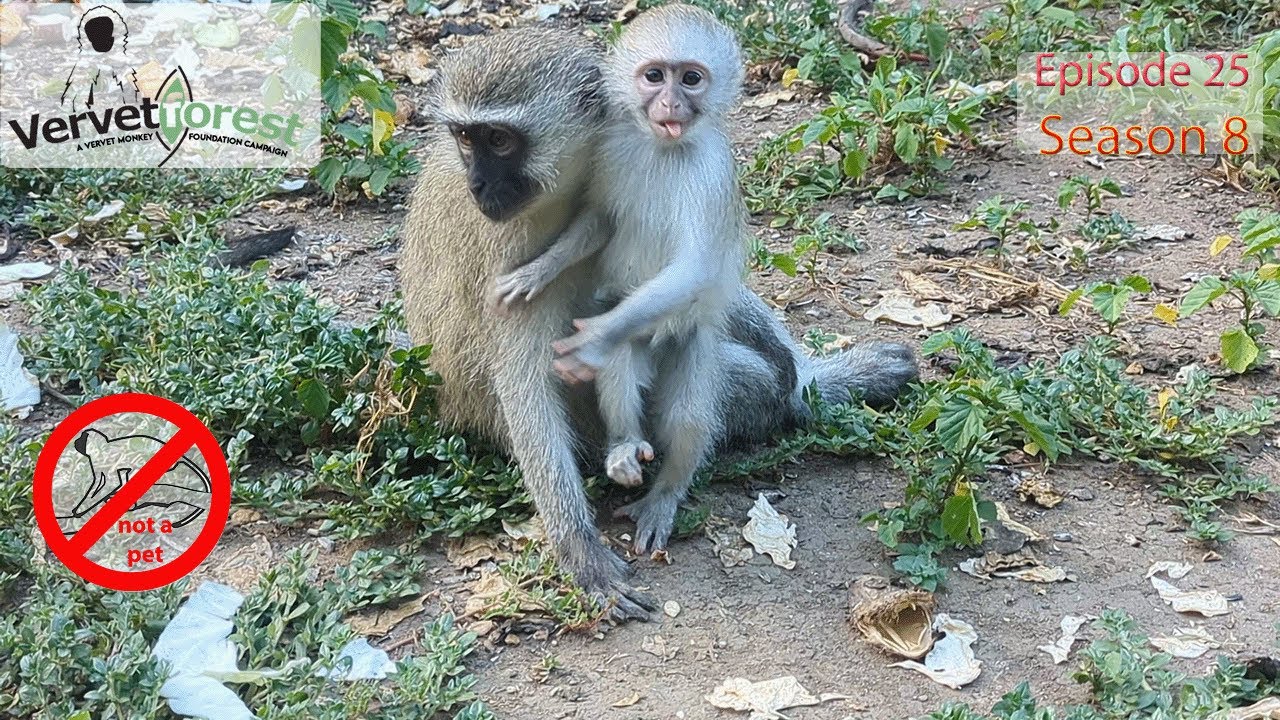 Baby Monkey Left behind by foster moms will he get a second chance to join the troop